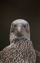 Gannet (Morus bassanus) portrait of a fully fledged chick, Shetland Islands, Scotland, UK, July