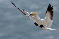 Gannet (Morus bassanus) using its feet and its wings to brake as it returns to its breeding colony. Saltee Islands, Republic of Ireland, May.