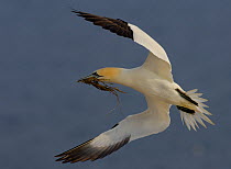 Gannet (Morus bassanus) returning to its colony with some nesting material. Saltee Islands, Republic of Ireland, May.