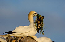 Gannet (Morus bassanus) with a beak full of nesting material that it has taken from a nearby nest. Saltee Islands, Republic of Ireland, May.