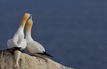 Gannet (Morus bassanus) breeding pair sit together on rock. Saltee Islands, Republic of Ireland, May.