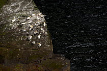 Gannet (Morus bassanus) sub-adults roosting on a coastal rock Shetland Islands, Scotland, UK, July