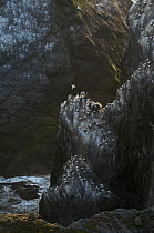 Gannet (Morus bassanus) colony on cliffs, Shetland Islands, Scotland, UK, August