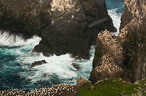 Gannet (Morus bassanus) colony on cliffs during storm, Shetland Islands, Scotland, UK, November