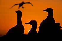Gannet (Morus bassanus) adults and a youngster silhouetted against an orange red sky as another adult prepares to land. Shetland Islands, Scotland, UK. September