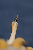 Gannet (Morus bassanus) adult 'sky-pointing' before flying out to sea. Saltee Islands, Republic of Ireland, May.