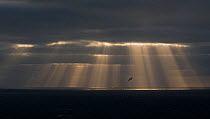 Gannet (Morus bassanus) in flight against sun rays, Shetland Islands, Scotland, UK, June.