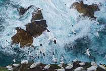 Northern gannets (Morus bassanus) in flight in  Force 8 gales above raging seas. Shetland Islands, Scotland, UK, September.