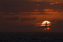 Gannet (Morus bassanus) in flight is silhouetted against the setting sun. Shetland Islands, Scotland, UK, August.