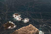 Gannet (Morus bassanus) colony, cliff top view showing the trails that gannets leave during a 2 second exposure. Shetland Islands, Scotland, UK, September