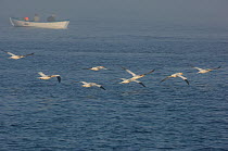 Gannet (Morus bassanus) group heading out to sea in the mist, with small boat in the background. Shetland Islands, Scotland, UK, July