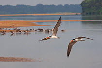 Two African skimmers (Rynchops flavirostris) flying over the Lower Sanaga River, with more birds on a sandbank in the background, Cameroon, May 2010.