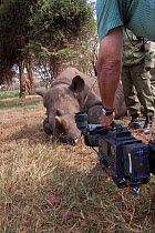BBC Cameraman Mike Fox filming Elvis, a hand reared Black rhinoceros (Diceros bicornis) at Lewa Wildlife Conservancy, during filming for BBC 'Africa' series, Kenya, July 2012