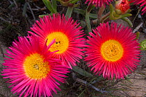 Ice plant (Cephalophyllum spongiosum) flowers, Namaqualand, South Africa, August.
