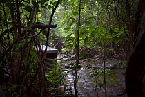 BBC filming hide, Kambui Hills Forest Reserve, taken on location during filming for BBC 'Africa' series, Sierra Leone, September 2010.
