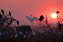 Mixed group of Cattle egrets (Bubulcus ibis), Great egrets (Ardea alba), African openbill storks (Anastomus lamelligerus) and Sacred ibis (Threskiornis aethiopicus) gathering to roost, Selous Game Res...