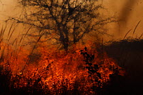 Grassland fire, with tree in background, South Luangwa National Park, Zambia.
