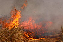 Grassland fire running along the edge of a track used as a firebreak, South Luangwa National park, Zambia.
