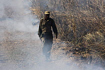 Zambian Wildlife Authority warden walking along a track, with smoke from a grassland fire, South Luangwa National Park, Zambia. June 2011