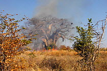 Grassland fire around an old Baobab tree (Adansonia), South Luangwa National Park, Zambia, June 2011