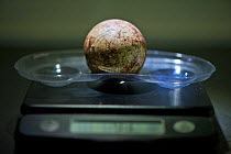 African penguin (Spheniscus demersus) egg being weighed, part of Chick Bolstering Project, Southern African Foundation for the Conservation of Coastal Birds (SANCCOB), South Africa May 2012