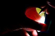 Scientist 'candling' or shining a torch onto an African penguin (Spheniscus demersus) egg to check on development of the embryo, and marking its growth, part of Chick Bolstering Project, Southern Afri...