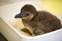 African penguin chick (Spheniscus demersus) being weighed, part of the Chick Bolstering Project, Southern African Foundation for the Conservation of Coastal Birds (SANCCOB), South Africa. May 2012.