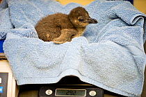 African penguin (Spheniscus demersus) chick being weighed in towel, part of Chick Bolstering Project, Southern African Foundation for the Conservation of Coastal Birds (SANCCOB), South Africa captive,...