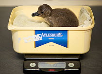 African penguin (Spheniscus demersus) being weighed, part of Chick Bolstering Project, Southern African Foundation for the Conservation of Coastal Birds (SANCCOB), South Africa May 2012