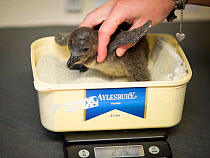 African penguin (Spheniscus demersus) chick being weighed, part of Chick Bolstering Project, Southern African Foundation for the Conservation of Coastal Birds (SANCCOB), South Africa captive May 2012.