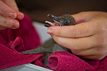 African penguin (Spheniscus demersus) wrapped in towel and held by carer, part of Chick Bolstering Project, Southern African Foundation for the Conservation of Coastal Birds (SANCCOB), South Africa.