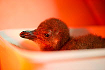 African penguin (Spheniscus demersus) chick in brooder box under infra-red heat lamp, part of Chick Bolstering Project, Southern African Foundation for the Conservation of Coastal Birds (SANCCOB), Sou...
