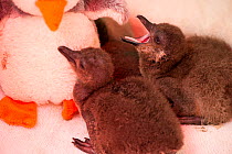 African penguin (Spheniscus demersus) chicks in brooder box with infra red heat lamp and penguin soft toy, part of Chick Bolstering Project, Southern African Foundation for the Conservation of Coastal...