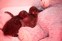 African penguin (Spheniscus demersus) chicks in brooder box with infra red heat lamp and teddy bear, part of Chick Bolstering Project, Southern African Foundation for the Conservation of Coastal Birds...