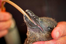 African penguin chick (Spheniscus demersus) being fed liquid from tube, part of Chick Bolstering Project, Southern African Foundation for the Conservation of Coastal Birds (SANCCOB), South Africa capt...