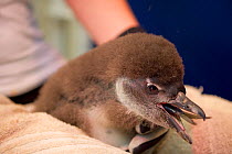 African penguin (Spheniscus demersus) chick, eating whole fish, part of Chick Bolstering Project, Southern African Foundation for the Conservation of Coastal Birds (SANCCOB), South Africa. Captive, Ma...