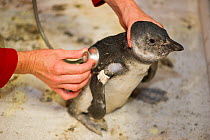 African penguin (Spheniscus demersus) chick being checked by vet with a stephoscope, part of Chick Bolstering Project, Southern African Foundation for the Conservation of Coastal Birds (SANCCOB), Sout...