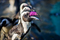 African penguin (Spheniscus demersus) with purple bandage round its injured beak feeding on fish, Southern African Foundation for the Conservation of Coastal Birds (SANCCOB), South Africa May 2012