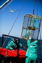 Crew of the James Archer (Oceana fisheries) pull up a lobster trap during West coast rock lobster (Jasus lalandii) fishing,  Saldanha Bay and St. Helena Bay, Western Cape, South Africa.