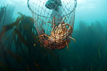 West coast rock lobster (Jasus lalandii) caught in hoop trap by recreational fisherman,  Kommetjie, Western Cape, South Africa
