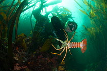 Recreational freediver catches a West coast rock lobster (Jasus lalandii) in a kelp forest, Pringle Bay, Western Cape, South Africa