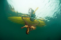 Recreational fishing in a sea kayak for West coast rock lobster (Jasus lalandii).  A hoop net or trap is lowered onto the sea floor or kelp bed with a pouch of bait (sardines or pilchards) attached. T...
