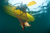 Recreational fishing in a sea kayak for West coast rock lobster (Jasus lalandii). A hoop net or trap is lowered onto the sea floor or kelp bed with a pouch of bait (sardines or pilchards) attached. Th...