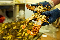 West coast rock lobsters (Jasus lalandii) including female with eggs to be bagged and frozen in the Saldanha Bay police station. They will be used as evidence against the poachers in court. Law enforc...