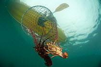 Recreational fishing in a sea kayak for West coast rock lobster (Jasus lalandii). Hoop trap with lobsters being pulled into the boat,  Kommetjie, Western Cape, South Africa