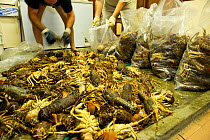 West coast rock lobsters (Jasus lalandii) are being bagged and then frozen in the Saldanha Bay police station. They will be used as evidence against the poachers in court. Law enforcement found this e...