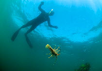 West Coast Rock Lobster (Jasus lalandii) observed by diver. Kalk Bay, Atlantic Ocean, False Bay, Valsebaai, Western Cape, South Africa