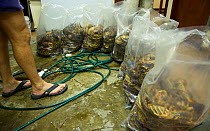West coast rock lobsters (Jasus lalandii) are bagged and frozen in the Saldanha Bay police station. They will be used as evidence against the poachers in court. Law enforcement found this entire load...