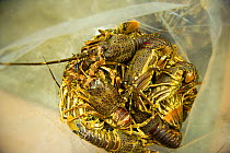 West coast rock lobsters (Jasus lalandii) are bagged and frozen in the Saldanha Bay police station. They will be used as evidence against the poachers in court. Law enforcement found this entire load of over 300 lobsters in one poacher's car. Saldanha Bay, Western Cape, South Africa, January 2013