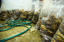 West coast rock lobsters (Jasus lalandii) are bagged and frozen in the Saldanha Bay police station. They will be used as evidence against the poachers in court. Law enforcement found this entire load...
